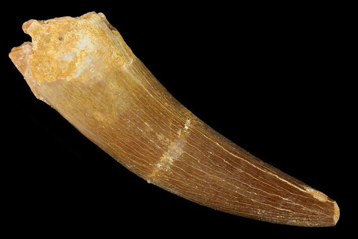 Fossil Plesiosaur (Zarafasaura) Tooth - Morocco #166737